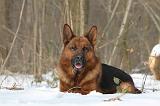 BERGER ALLEMAND 510